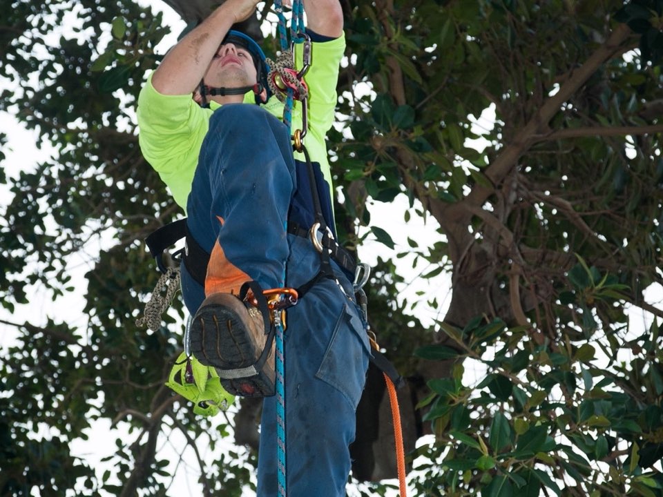Qualified arborist working in a mature tree during a risk assessment in Ceredigion